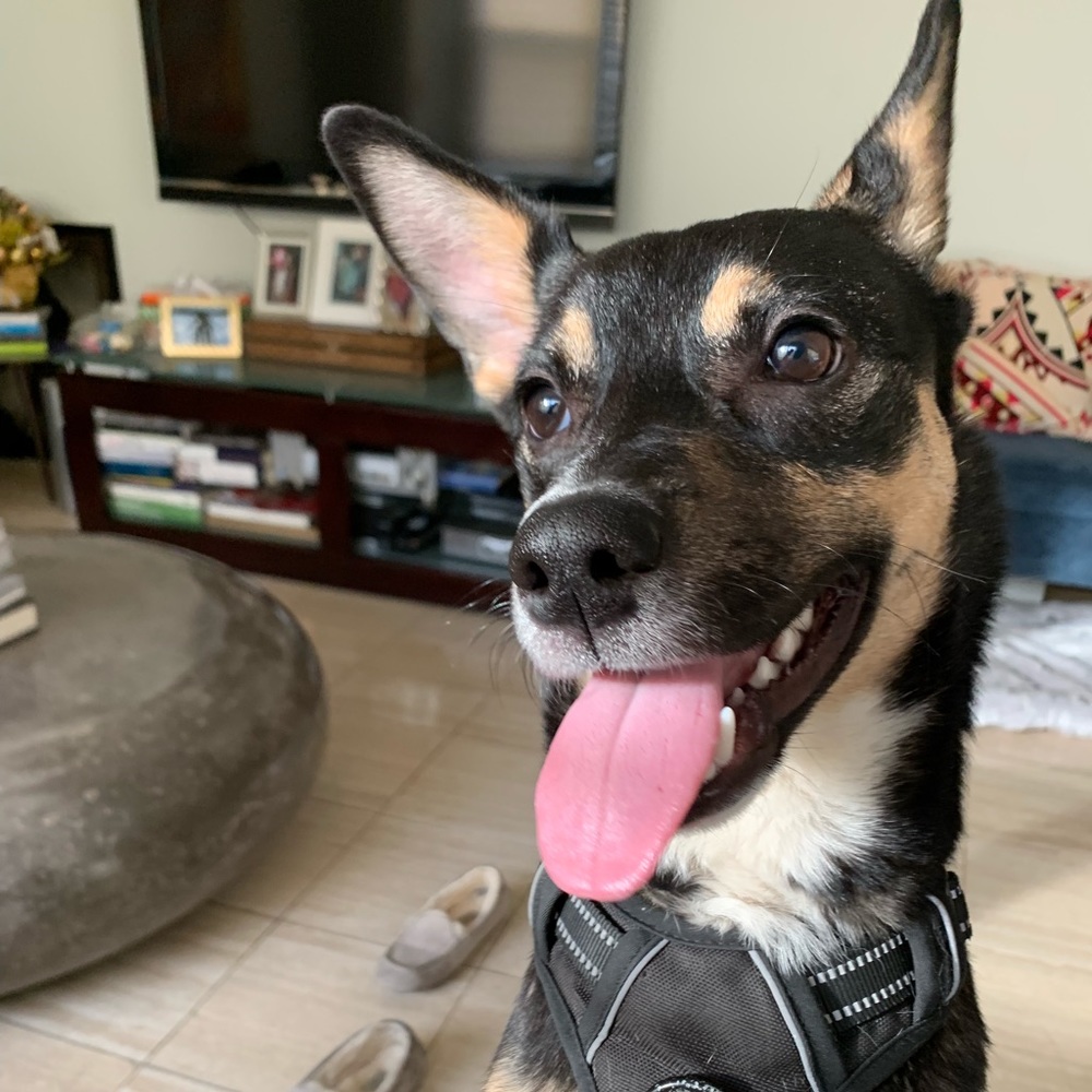 Meet your Posher, Ziba